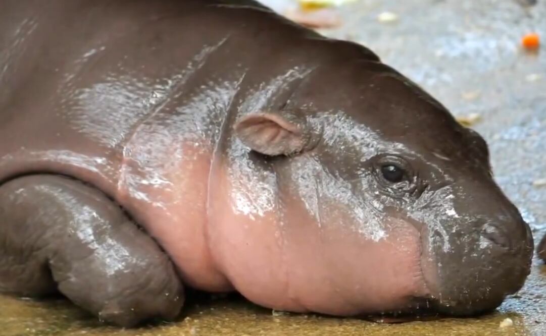 Recientemente Moo Deng cumplió tres meses de vida. Foto: X @KentEkasak