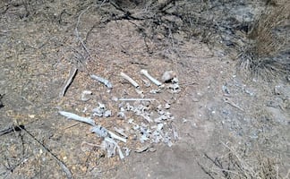 Colectivo localiza restos óseos en fraccionamiento de Reynosa; suman 11 hallazgos en esta frontera de Tamaulipas