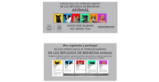 Congreso de CDMX habilita micrositio para registrarse a foros que buscan regular albergues de animales; hasta este día son las inscripciones