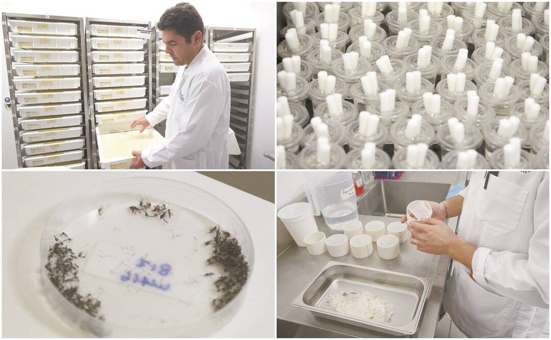 Investigadores explican que la bacteria wolbachia no afecta al ser humano ni a los animales, por lo que un mosquito infectado no implica ningún riesgo. Fotos/CARLOS MEJÍA. EL UNIVERSAL