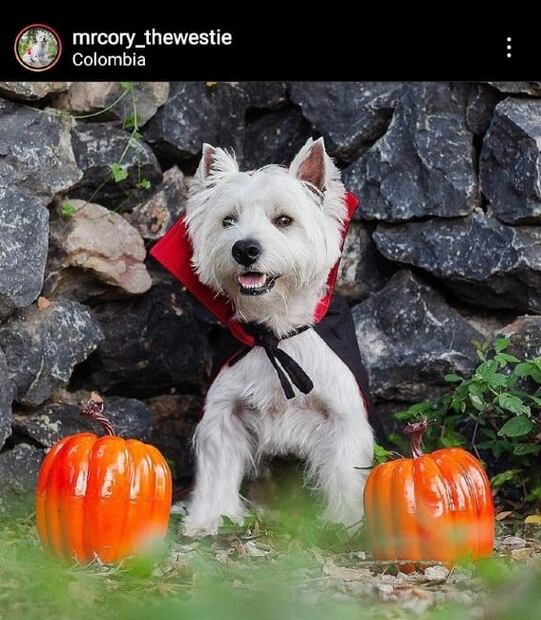 Los disfraces de Halloween más adorables para tu mascota