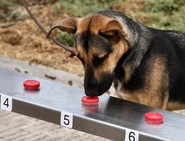 Perritos vs gusano barrenador; Agricultura gradúa a 14 binomios caninos para fortalecer combate de la plaga