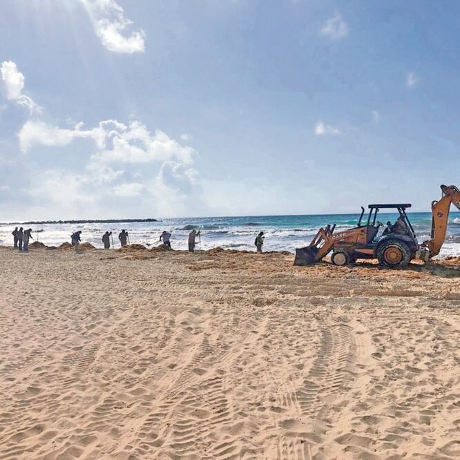 La utilización de maquinaria pesada para retirar el sargazo van contra los lineamientos para el manejo sustentable de las macroalgas, expedido por la Semarnat en 2015, de acuerdo con la presidenta del Grupo Ecologista del Mayab, Aracely Domínguez. CORTESÍ
