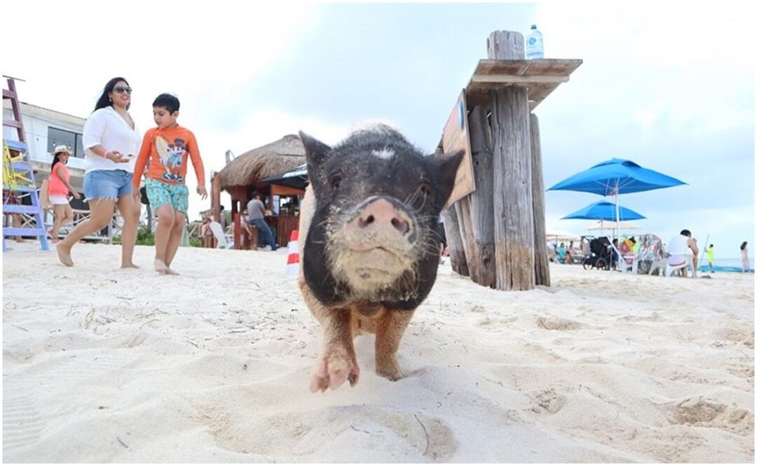 La Playa de los Cerditos o Pig Beach en Yucatán, inició en agosto del 2021 y llegó a recibir hasta 40 mil visitantes en las vacaciones de verano (14/11/2024). Foto: Especial