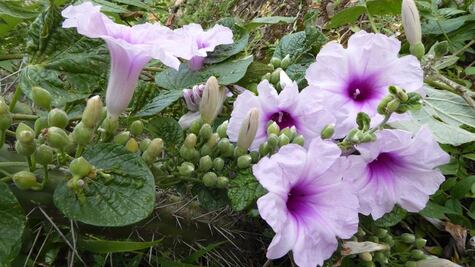 3 fascinantes plantas latinoamericanas recién descubiertas por la ciencia