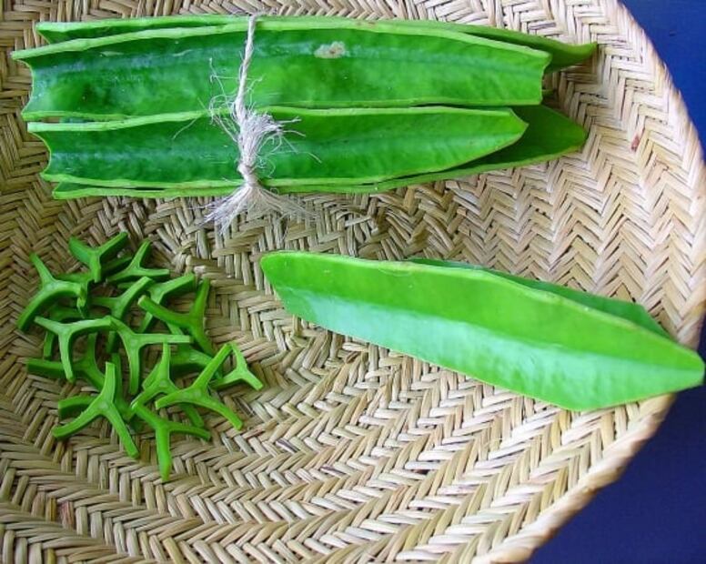 Crucetas, las cactáceas comestibles que ayudan a la salud