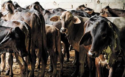 Liberan más moscas contra gusano barrenador