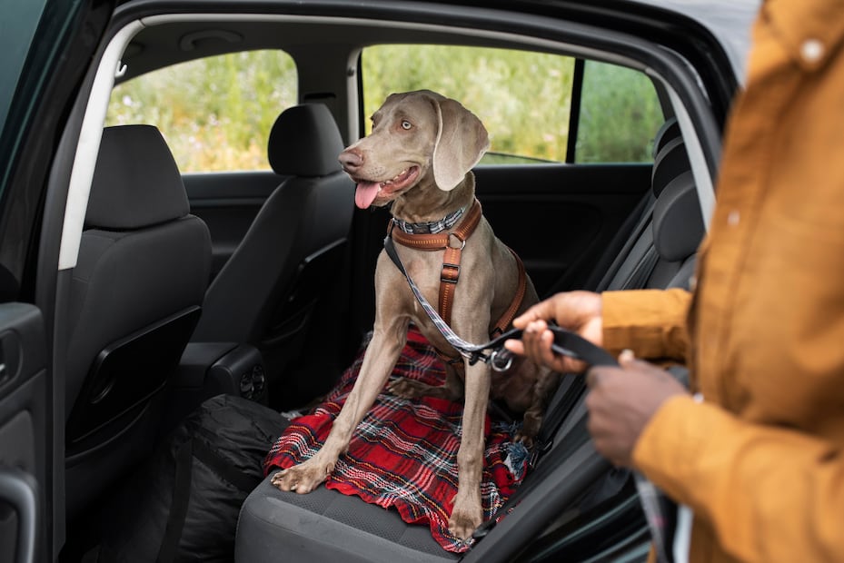 Viajar con perros en el auto. Foto: Freepik
