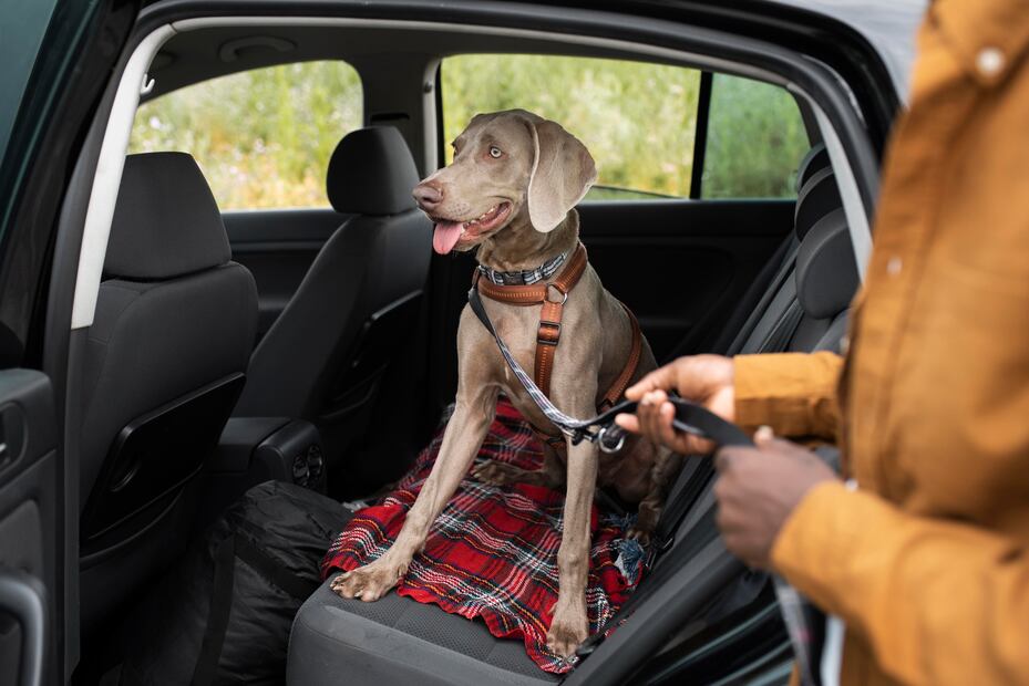 Viajar con perros en el auto. Foto: Freepik