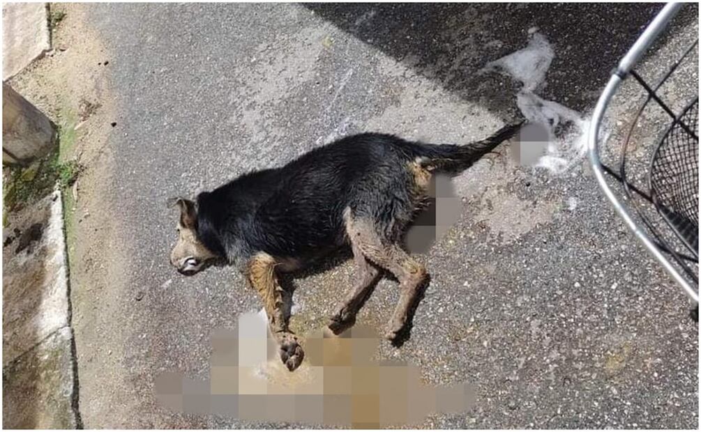 En las últimas semanas en Yucatán se han incrementado los casos de maltrato animal a perros y gatos. Foto: Especial