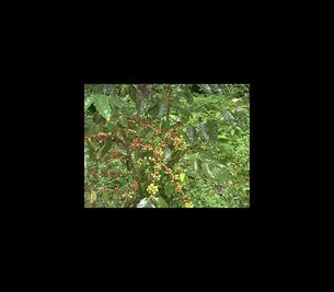 Sector cafetalero, prioridad para Sagarpa