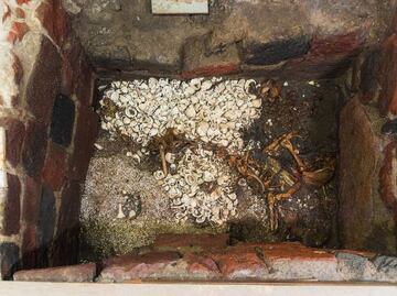 Así se ve la ofrenda del jaguar enterrado en posible tumba de emperador azteca en Templo Mayor