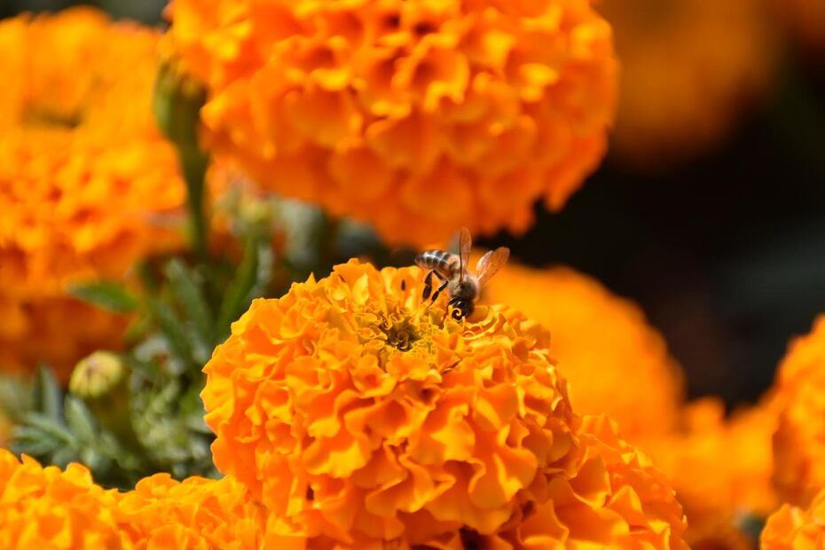 Con la llegada del Día de Muertos, el Festival del Cempasúchil 2025 decora las calles de la CDMX. Foto: X @turismocdmx