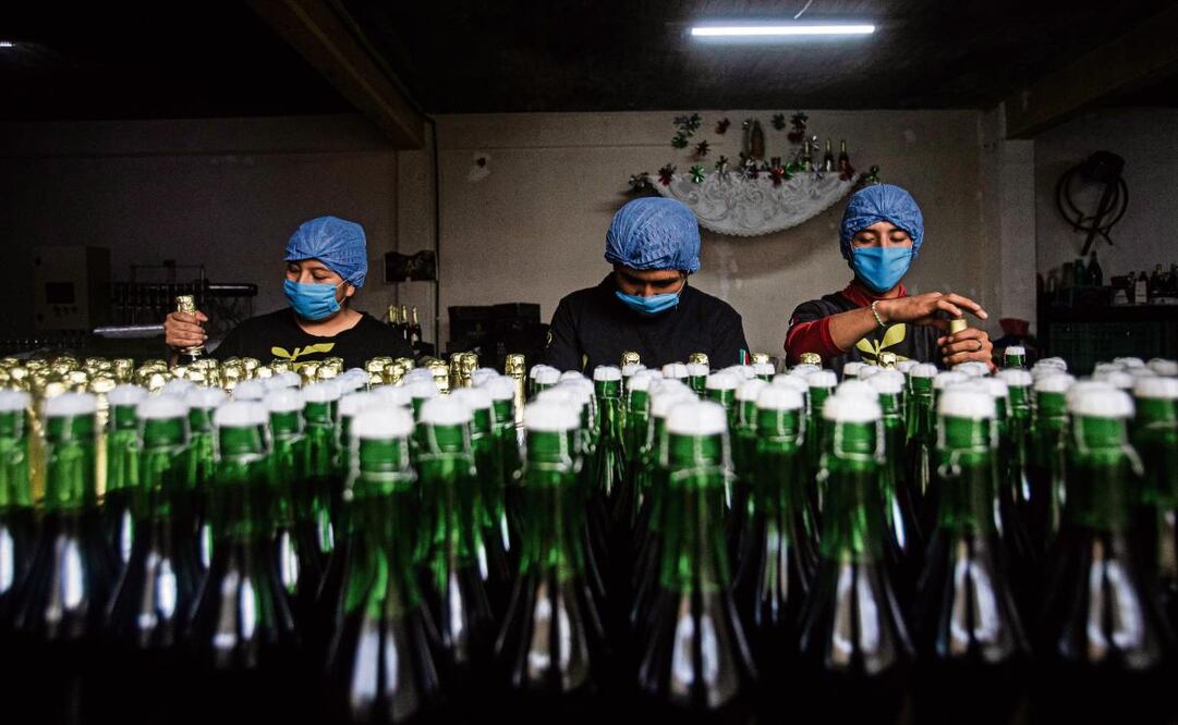 Con la producción de 2025 se llenarán 9 mil botellas de sidra. Foto: Gabriel Pano / EL UNIVERSAL