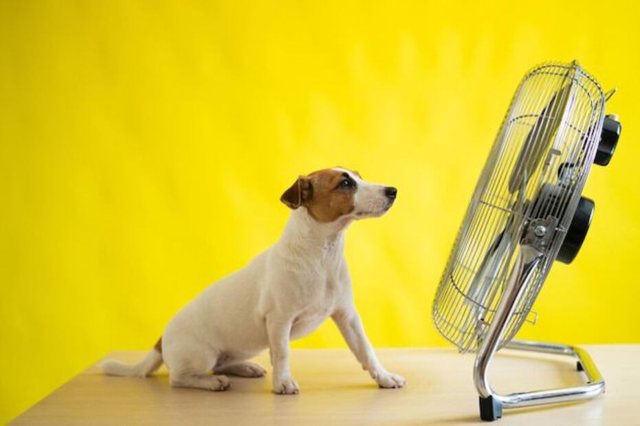 Claves para proteger a tu perro del calor. Fuente: Freepik.