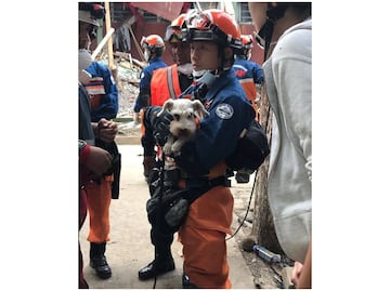 Rescatistas japoneses hallan a schnauzer en los escombros de Tlalpan