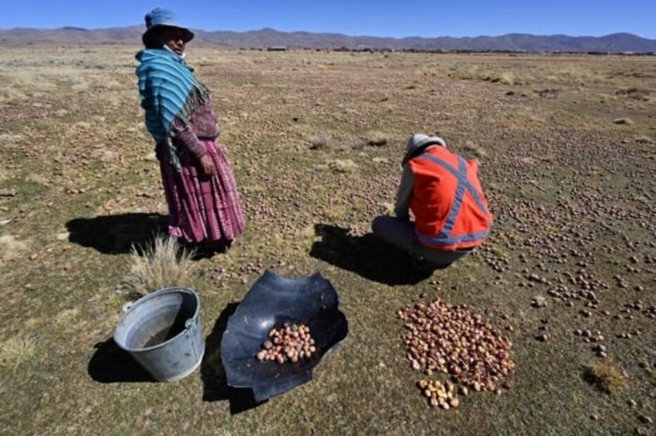 El chuño, el método ancestral para conservar las papas por 20 años