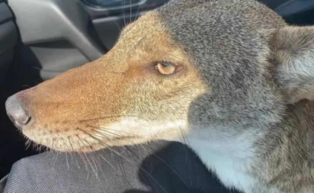 Familia pensó que había rescatado a un perro de la calle, pero resulto ser un coyote 