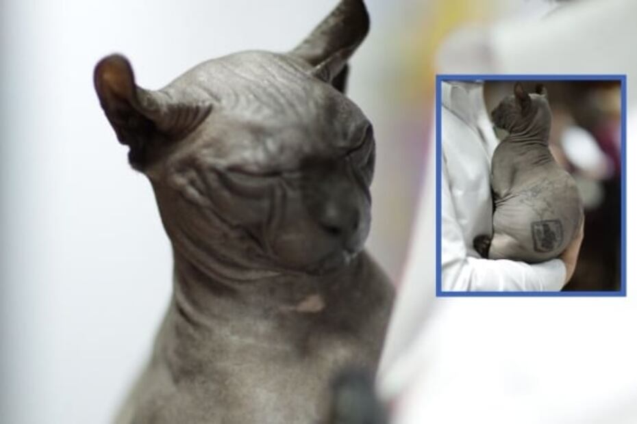 ¿Quieres ser la Karen del gatito egipcio rescatado en penal de Juárez? Aquí la convocatoria 