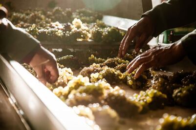 La temporada de cosecha llegó a los viñedos de Zacatecas