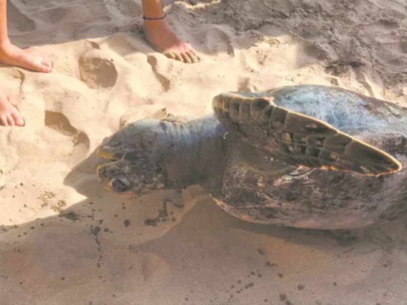 Contingencia: playas se convierten en cementerios de tortugas