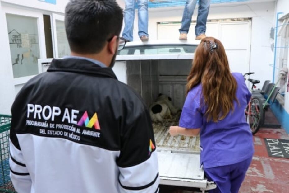 Fundación resguarda a 6 perros de la jauría que atacó a mujer en Tecámac