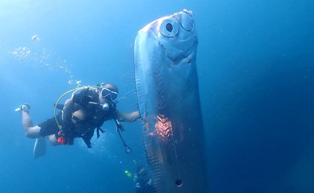 El pez remo puede llegara medir más de 11 metros de longitud. Foto: Instagram @chengruwang