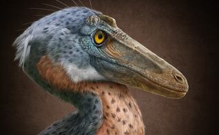 Descubren en Coahuila al Xenovenator espinosai, un nuevo dinosaurio de 74 millones de años 