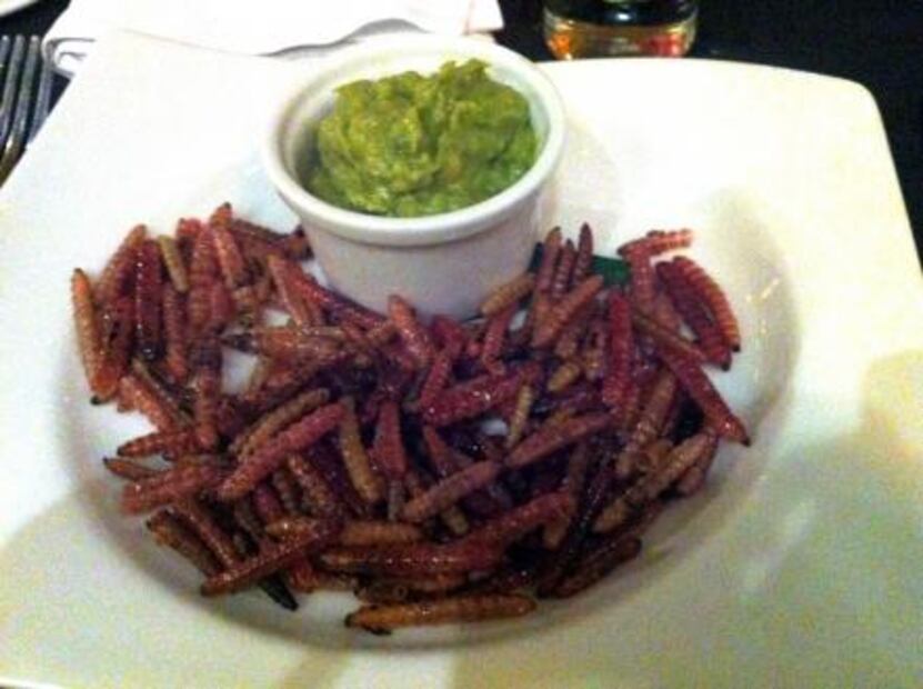Insectos comestibles en la gastronomía mexicana