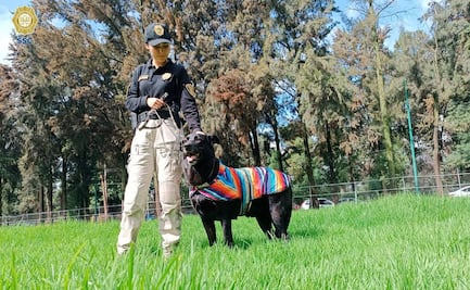 Rescatan a lomito tras accidente vehicular; perrito no quería abandonar cuerpo de su dueño