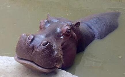 Muere hipopótamo por daños renales en zoológico de Aragón
