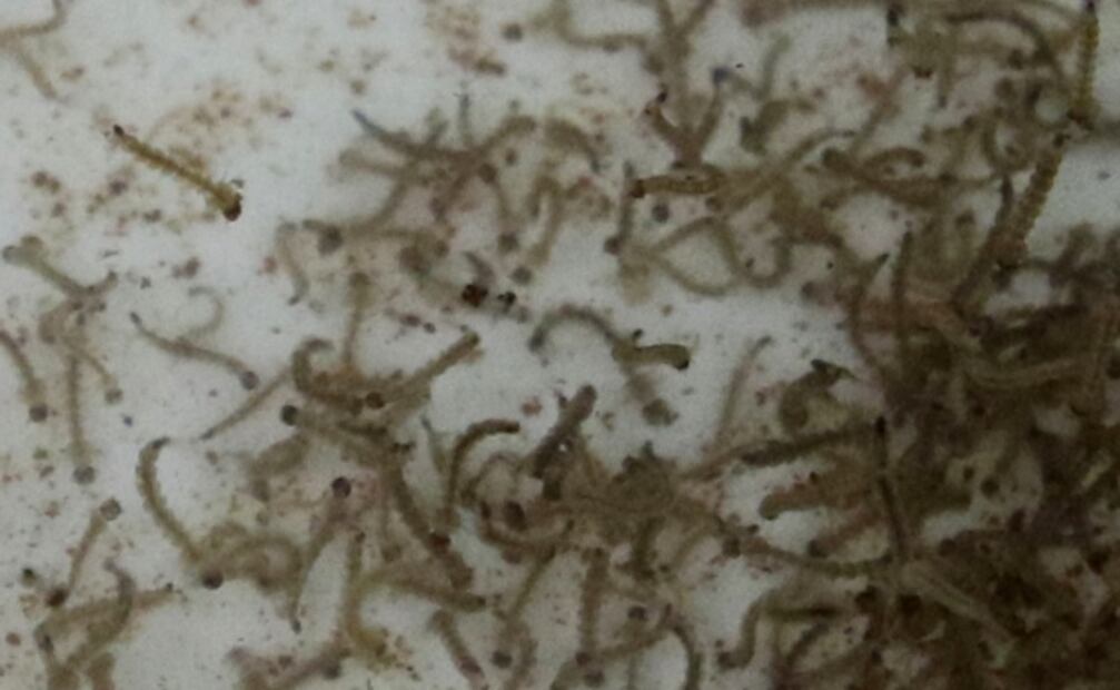 Vacuna contra el zika consigue resultados favorables en fase I