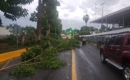 Árbol bloquea puente internacional en frontera de México con Guatemala
