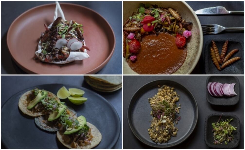 Disfruta la temporada de bichos en el centro de Coyoacán