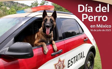 Día del perro: Junior, el agente canino que destaca en la Guardia Estatal de Tamaulipas