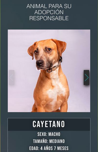 ¿Cómo adoptar perros en CDMX que sufrieron maltrato animal? Foto: Especial