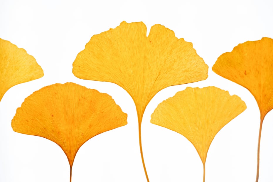 Aunque populares, el consumo de ginkgo biloba requiere de supervisión médica. Foto: Freepik