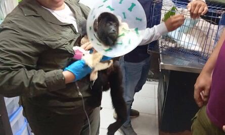 ONG denuncia mutilación de mono saraguato en Tabasco; exige a Profepa investigar procedimiento y condiciones del ejemplar