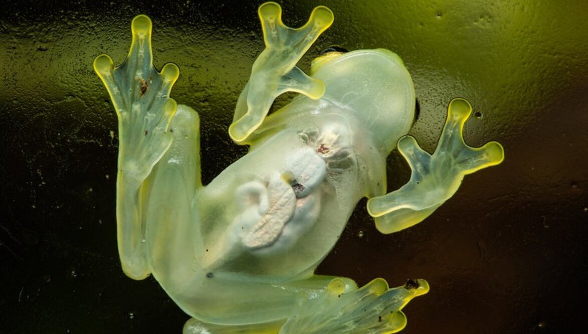 Foto: Getty Image vía BBC 