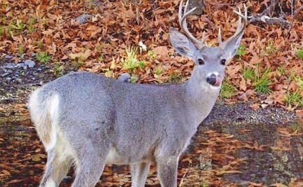 Ante licitación de control de venados en aeropuerto, expertos exigen garantizar su bienestar