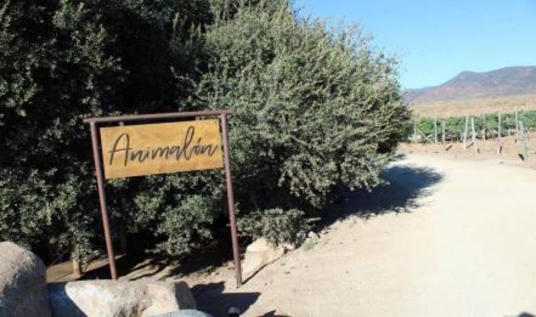 El pop up Animalón en Valle de Guadalupe