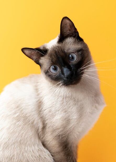 Los gatos son animales sensibles a los cambios de temperatura. Fuente: Freepik.