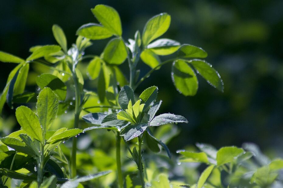 Alfalfa y sangre. Fuente: Pixabay