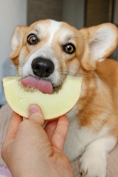 El experto en nutrición animal, mencionó en su video que estas frutas se pueden utilizar como premio. Foto: Pexels