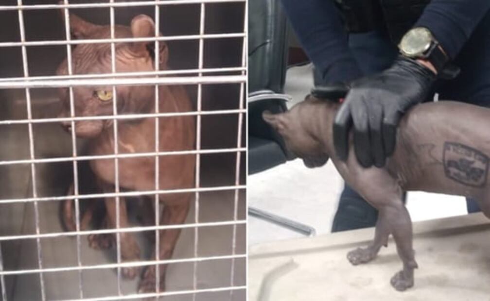 Un gato egipcio tatuado y un perro mutilado: huellas del narco en México