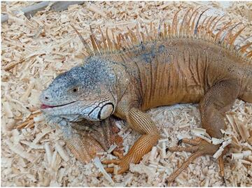 Más de 30 iguanas son rescatadas y llevadas a refugios temporales en Tamaulipas; buscan protegerlas del frío