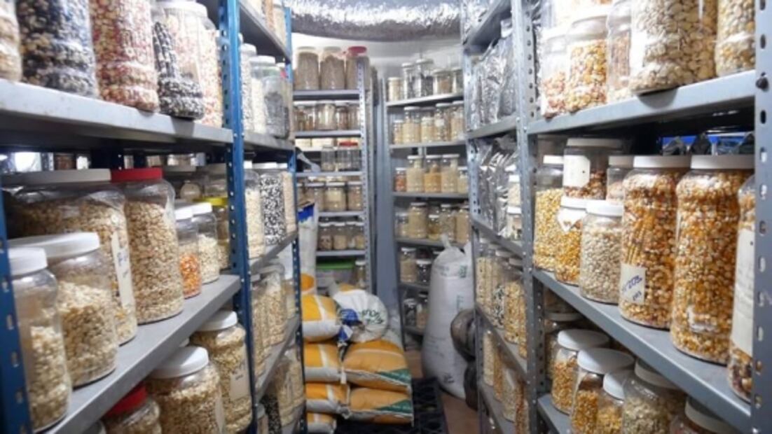 Documental sobre el maíz será exhibido en la Cineteca Nacional 