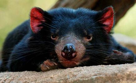 Detectan anticuerpos contra cáncer que mata demonios de Tasmania