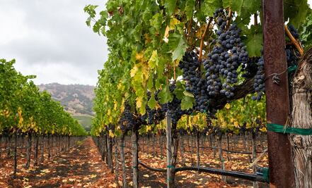 Vino Mexicano: Querétaro y su Indicación Geográfica Protegida