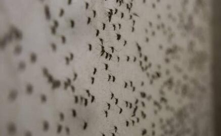 Cambio climático provocaría más dengue, advierte especialista